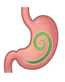 Digestion